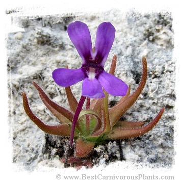 Pinguicula gypsicola {Buena Vista, San Luis Potosi, Mex.} / 2+ plants